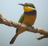 Blue-breasted Bee-eater