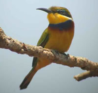 Blue-breasted Bee-eater