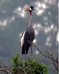 Grey Crowned Crane