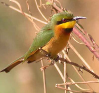 Little Bee-eater