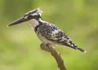 Pied Kingfisher