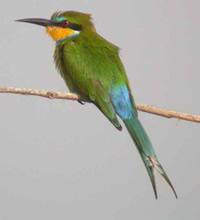 Swallow-tailed Bee-eater