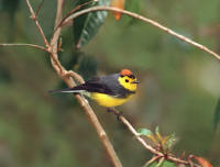 Collared Redstart