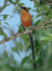 Rufous Motmot