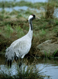 Common Crane