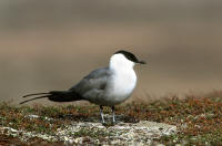 Long-tailed Skua
