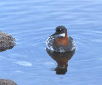 Red-necked Phalarope
