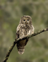 Ural Owl
