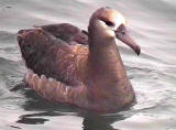 Black-footed Albatross