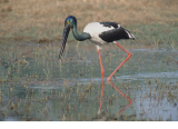 Black-necked Stork