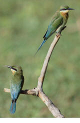 Blue-tailed Bee Eaters