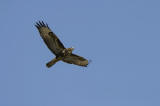 Common Buzzard 