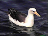 Laysan Albatross