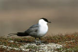 Long-tailed Skua
