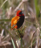 Southern Red Bishop