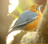 Orange-headed Thrush
