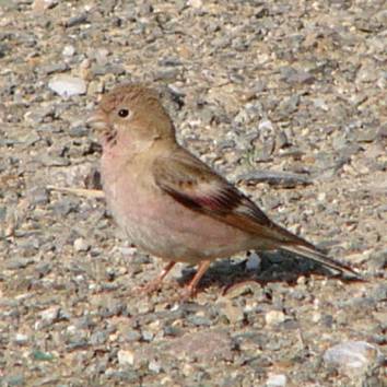 Mongolian Finch