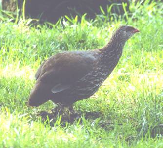 Jackson's Francolin