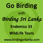 Birding sri-lanka