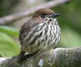Lanceolated Monklet