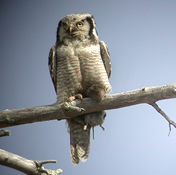 Hawk Owl