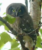 Tengmalm's owl