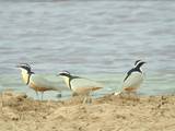  Egyptian plovers
