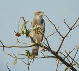 Beaudouin's Snake-eagle