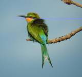 Swallow-tailed Bee-eater