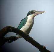 Collared Kingfisher