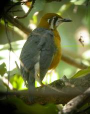 Orange-headed Thrush