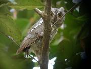 Oriental Scops-owl