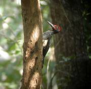 White-bellied Woodpecker