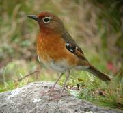 Abyssinian Ground Thrush