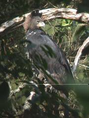 Crowned Eagle