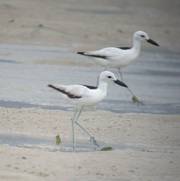 Crab Plover