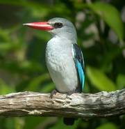 Mangrove Kingfisher