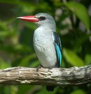 Mangrove Kingfisher