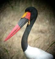 Saddle-billed Stork