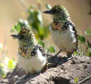 Usambiro Barbets