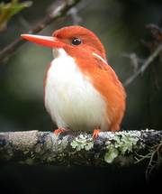 Madagascar Pygmy Kingfisher