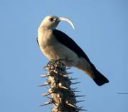 Sickle-billed Vanga