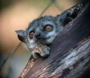 White-footed Sportive Lemur