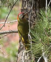 Levailants Woodpecker