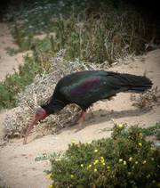 Bald Ibis