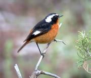 Moussier's Redstart