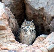 Pharoah Eagle Owl