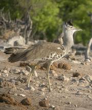Kori Bustard