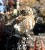 Collared Owlet