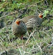 Swamp Francolin